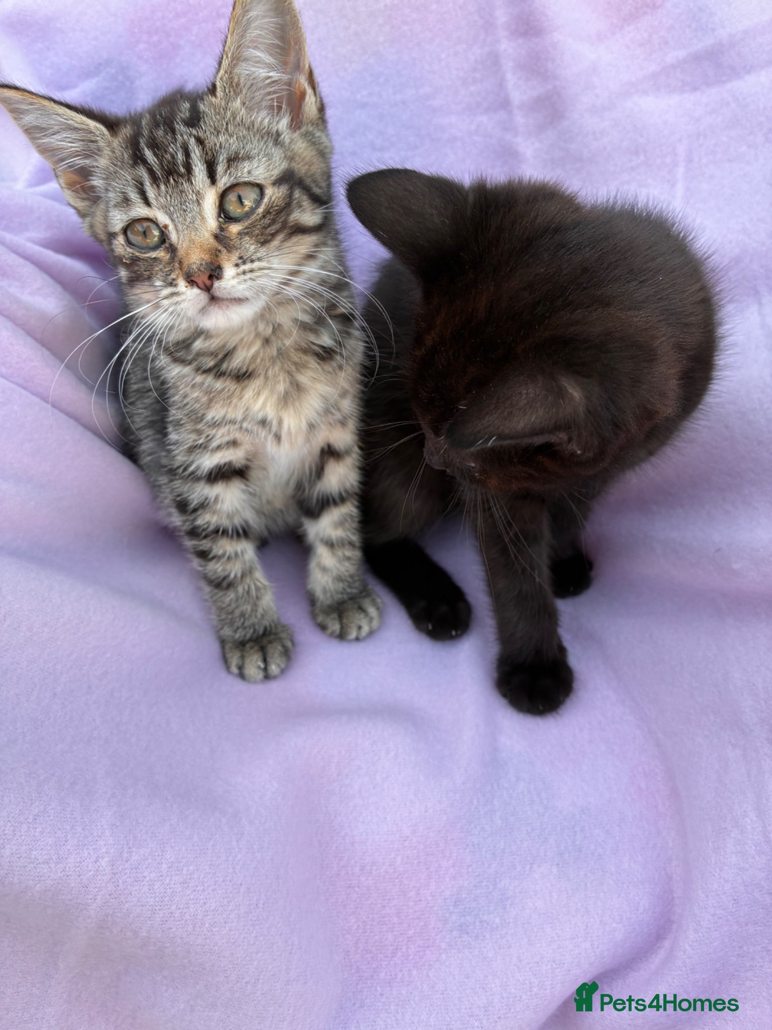Mixed Breed cats Kittens for sale - Advert 18