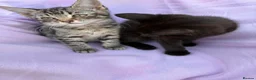 Mixed Breed cats for sale: Kitten for sale - Advert 8