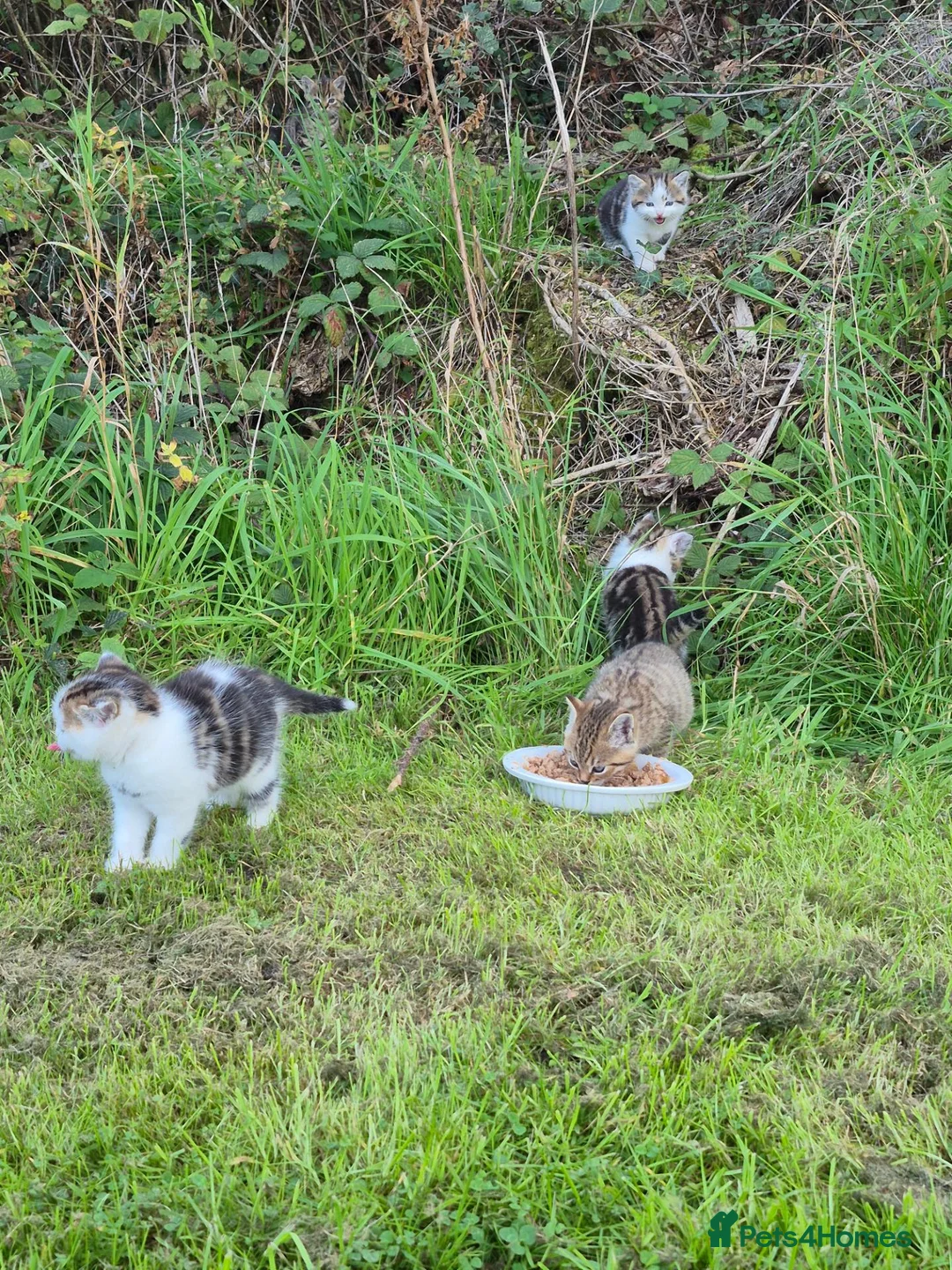 Mixed Breed cats for sale: 4 playful kittens for sale in Ilkeston - Advert 2