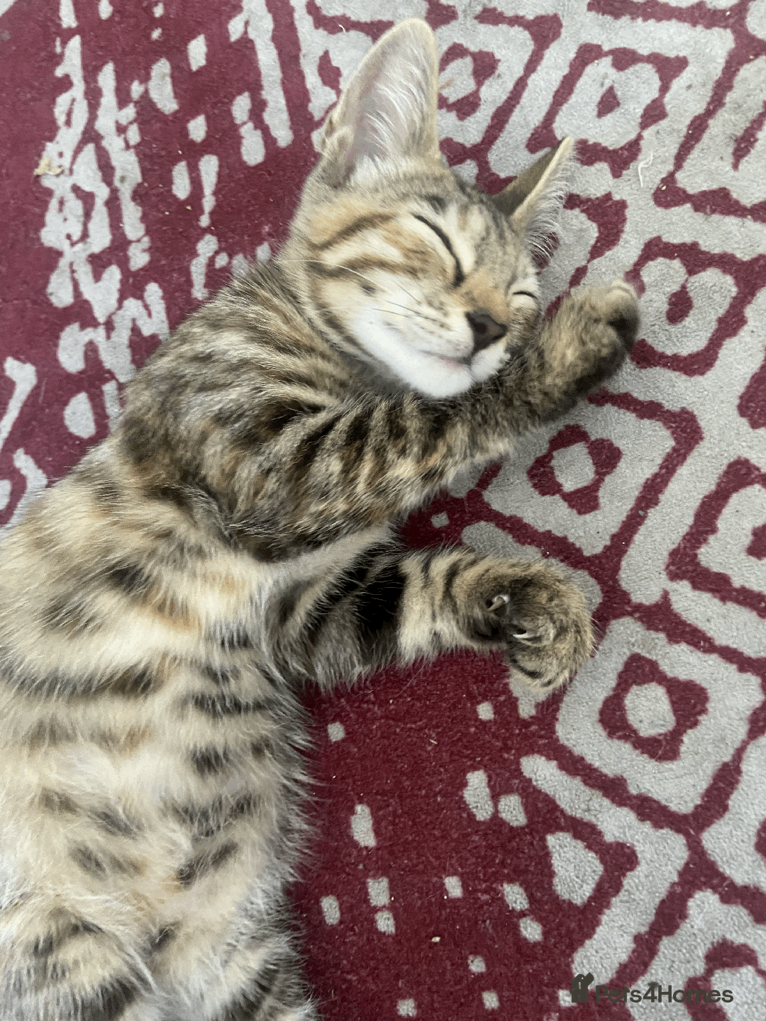 Bengal cats for sale: Cute 14-Week Bengal Kitten - Full Setup Included! - Image 5