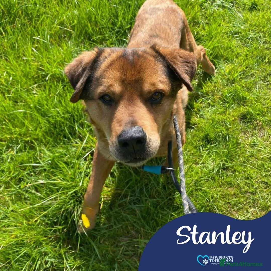 Mixed Breed dogs Meet Stanley, currently residing in Cheshire  - Advert 18