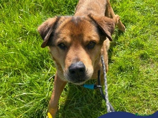 Mixed Breed dogs - Advert 25