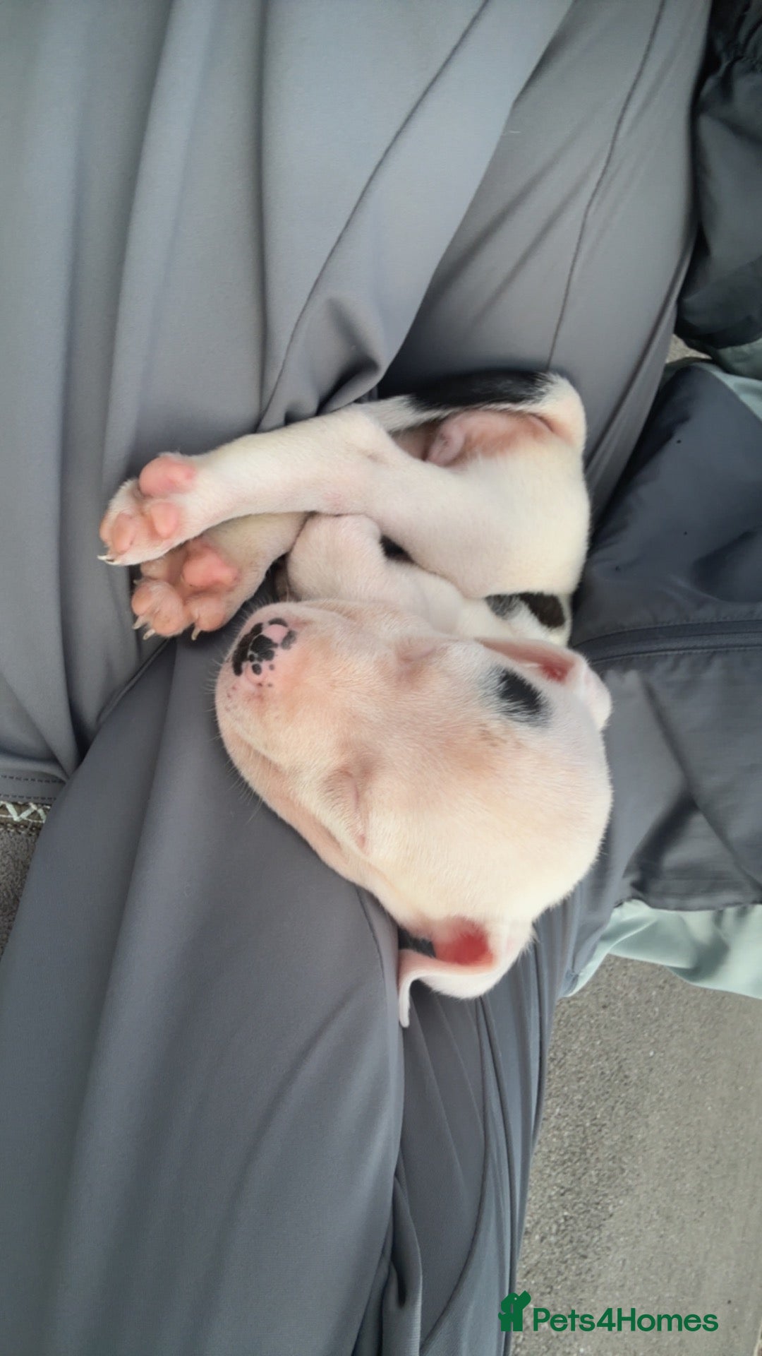 Mixed Breed dogs Gorgeous little girl  - Advert 16