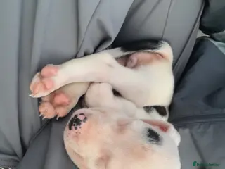 Mixed Breed dogs Gorgeous little girl - Advert 1