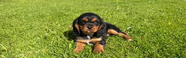 Cavalier King Charles Spaniel Puppy 1