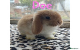 Mini Lop rabbits for sale: Pure breed mini lops male and female  - Image 8