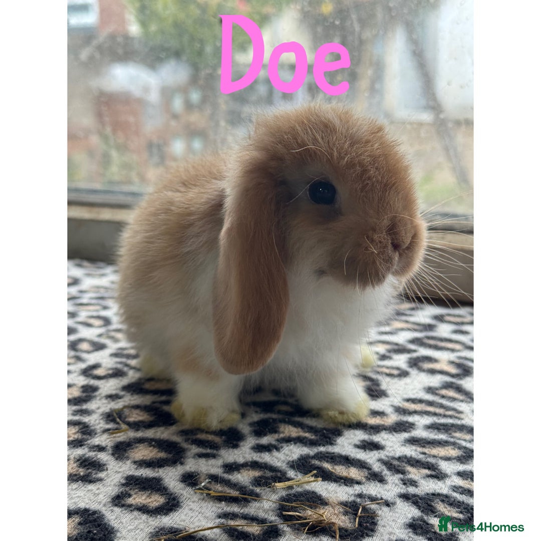 Mini Lop rabbits for sale: Pure breed mini lops male and female  - Image 8
