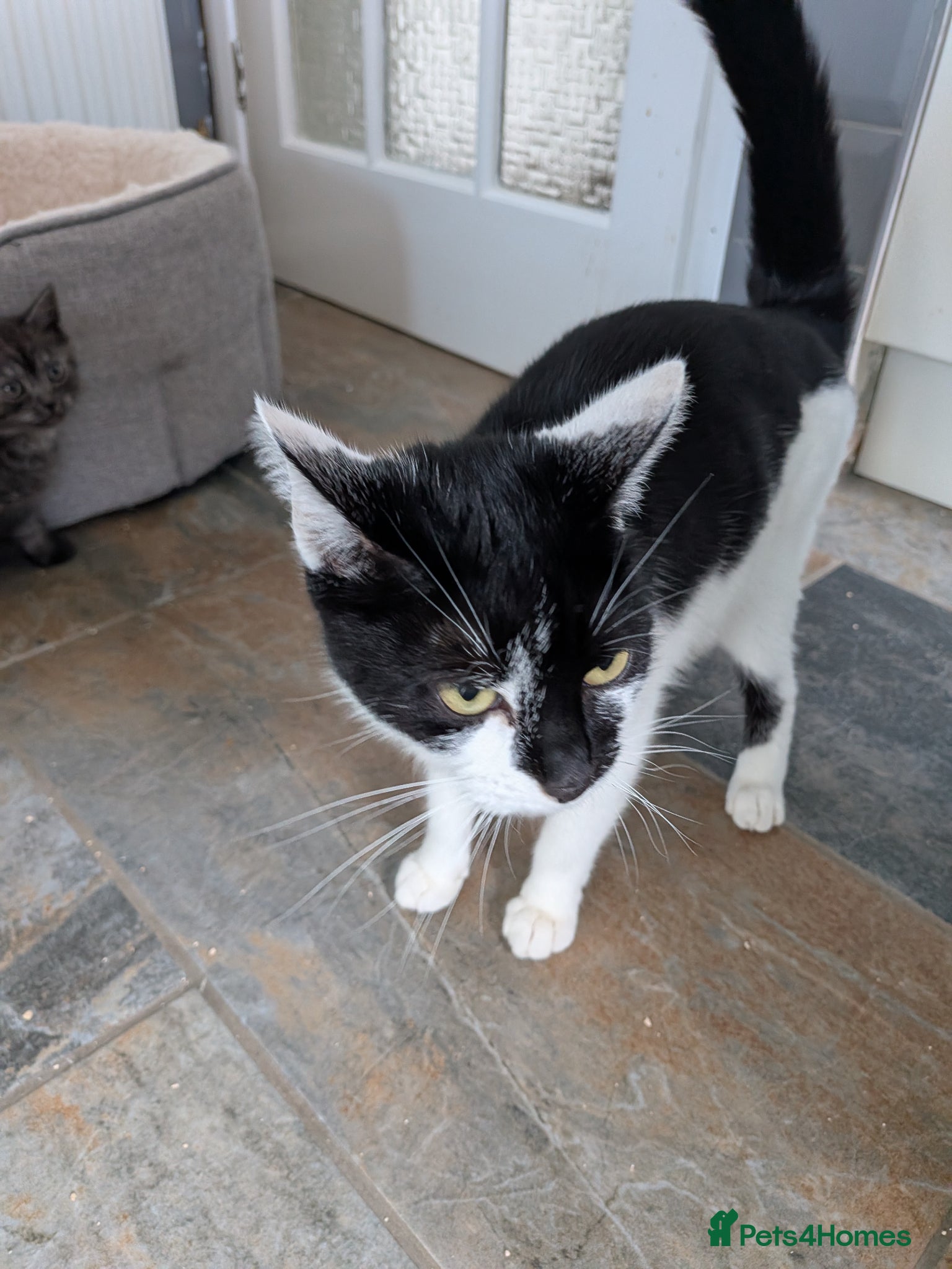 Mixed Breed cats Almost 4 year old mixed breed - Advert 1