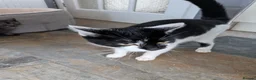 Mixed Breed cats for sale: Almost 4 year old mixed breed - Advert 1