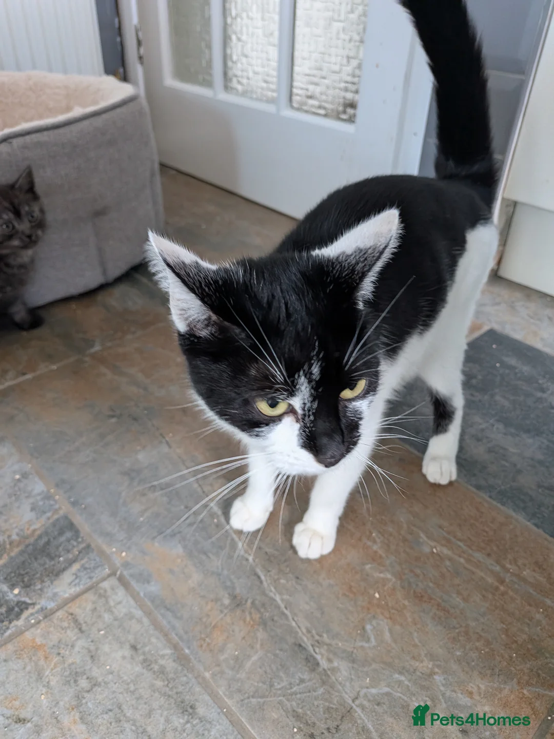 Mixed Breed cats for sale: Almost 4 year old mixed breed - Advert 1