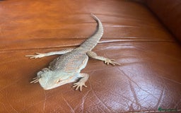 Bearded Dragon reptiles for sale: Bearded Dragon for sale - Image 2