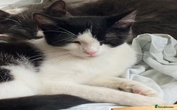 British Shorthair cats for sale: Female Black and White Cat - Image 2