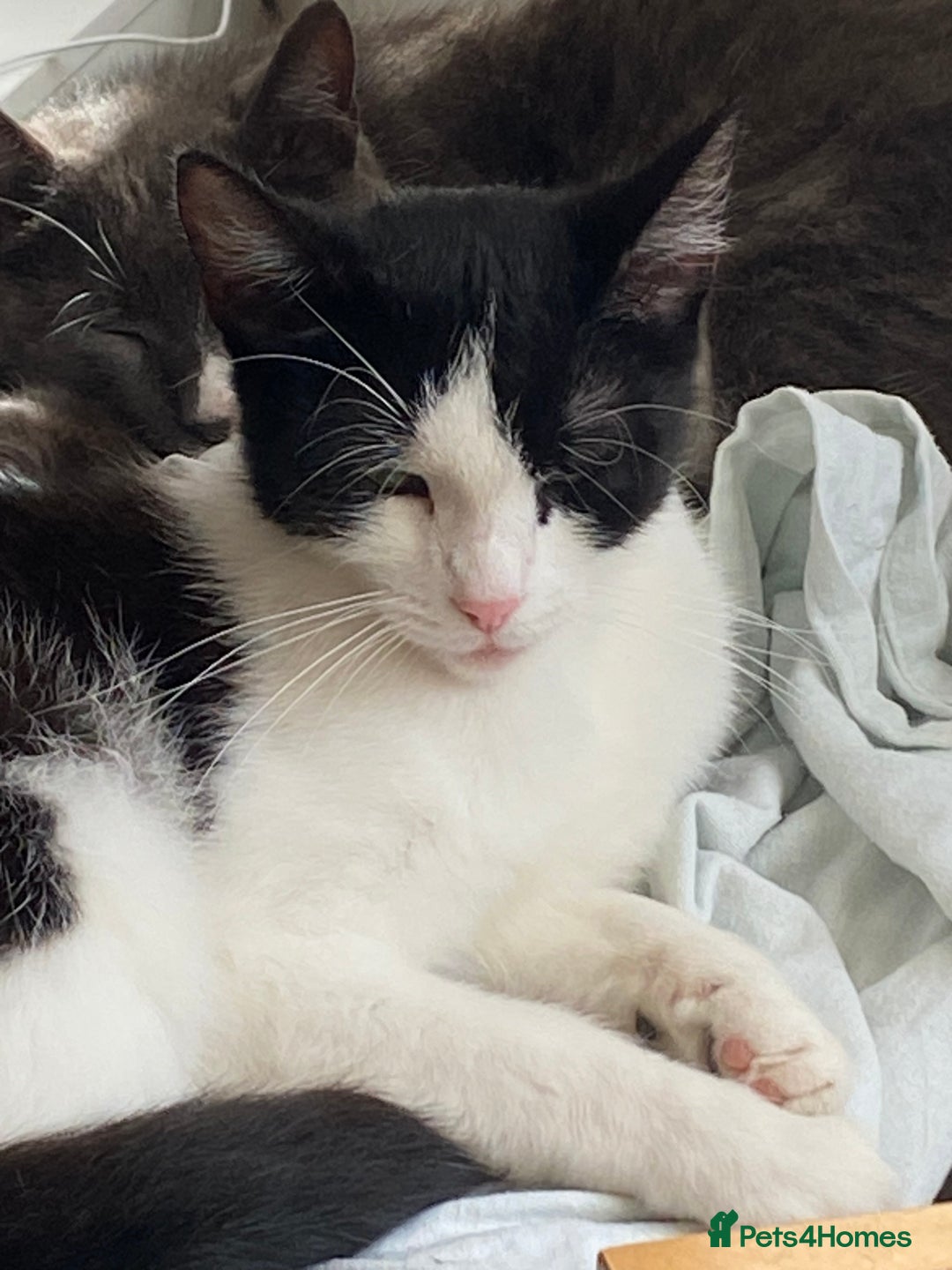 British Shorthair cats for sale: Female Black and White Cat - Image 2