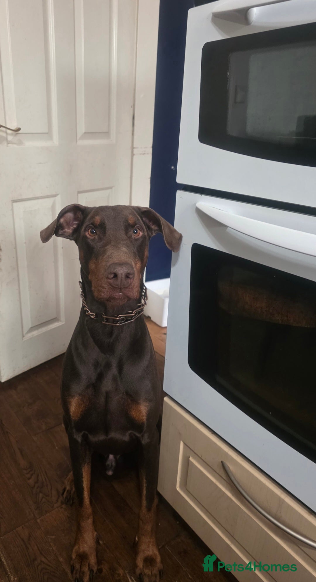 Dobermann dogs for sale: Loving, kind Dobermann in need of a new home - Advert 3
