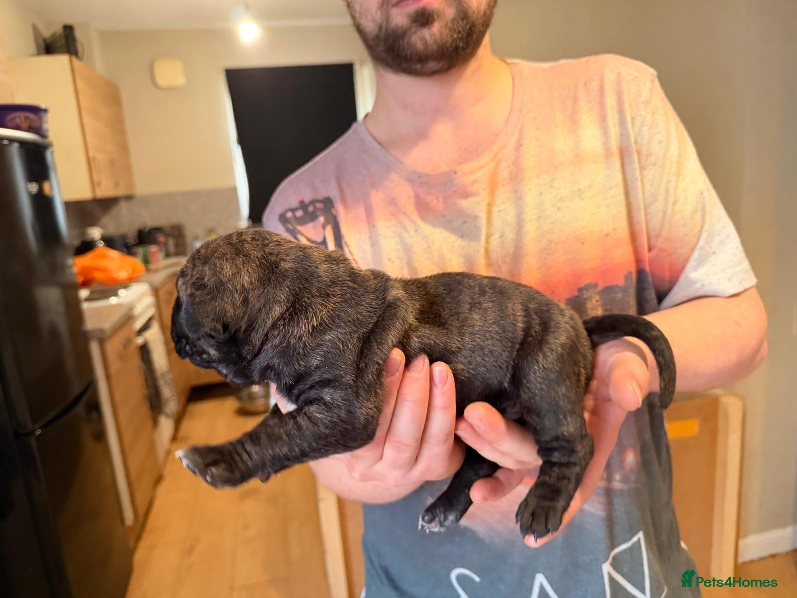 Mixed Breed dogs Cane Corso/Great Dane X Cane Corso Boerboel - Advert 1