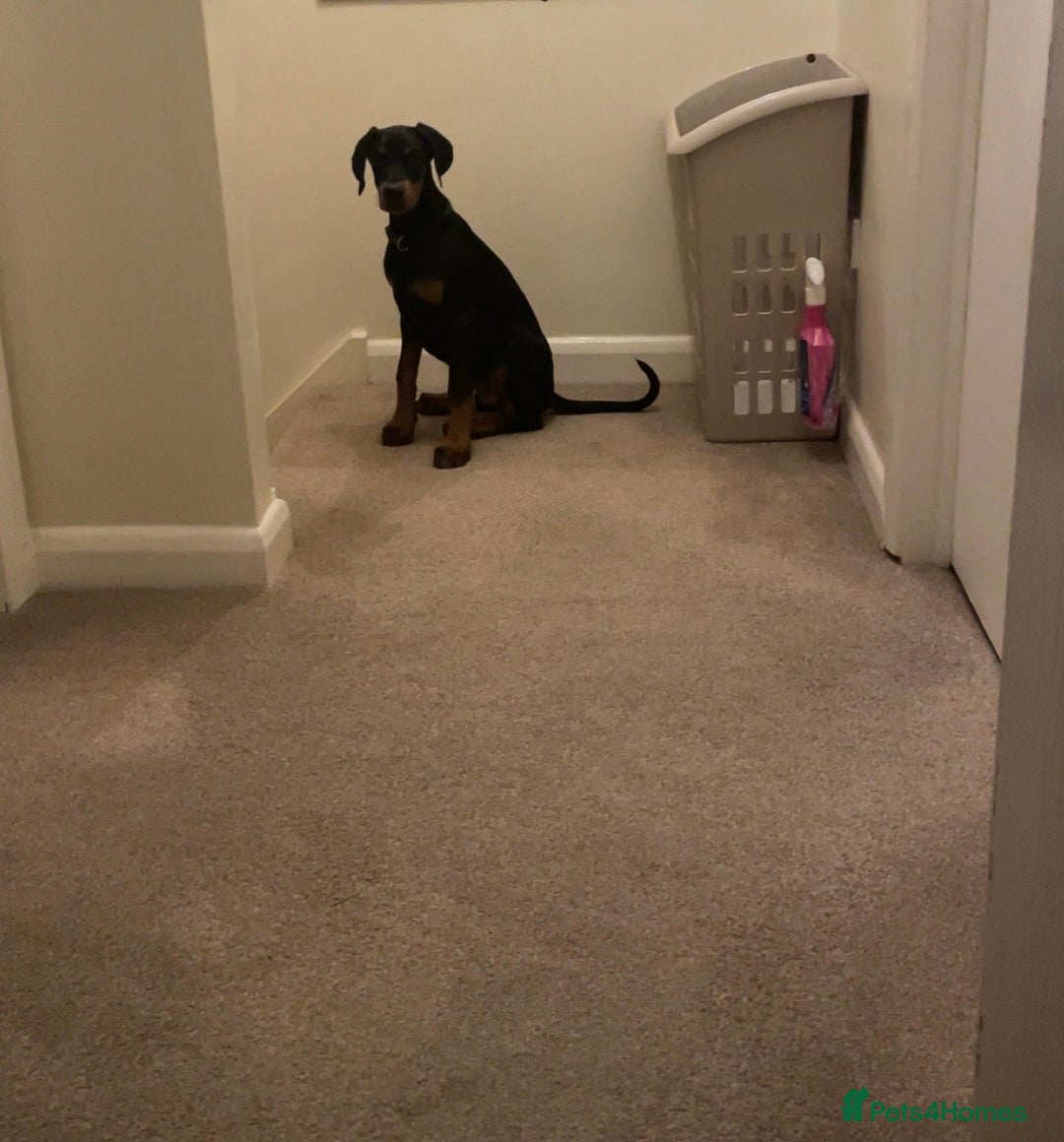 Dobermann dogs for sale: KC Reg DCM Clear Female Doberman Pup - Advert 4