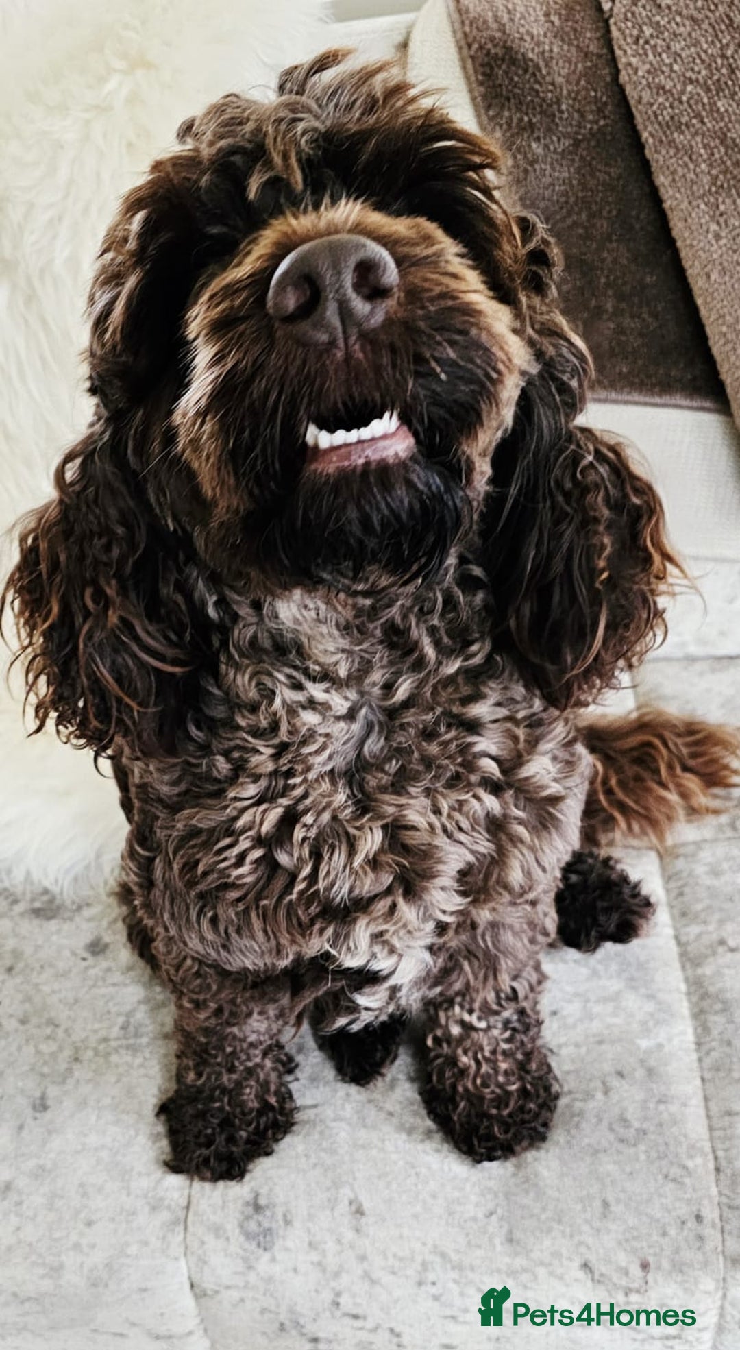 Cockapoo dogs for sale: F1B COCKAPOO 3 puppies 2 boys 1 girl available  - Advert 13