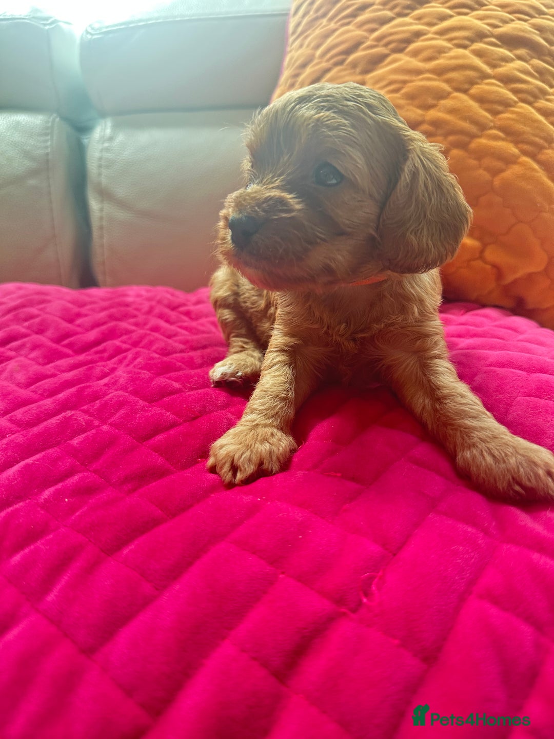 Cavapoo dogs for sale: Black and solid Red Cavapoo therapy pups for sale  - Image 9