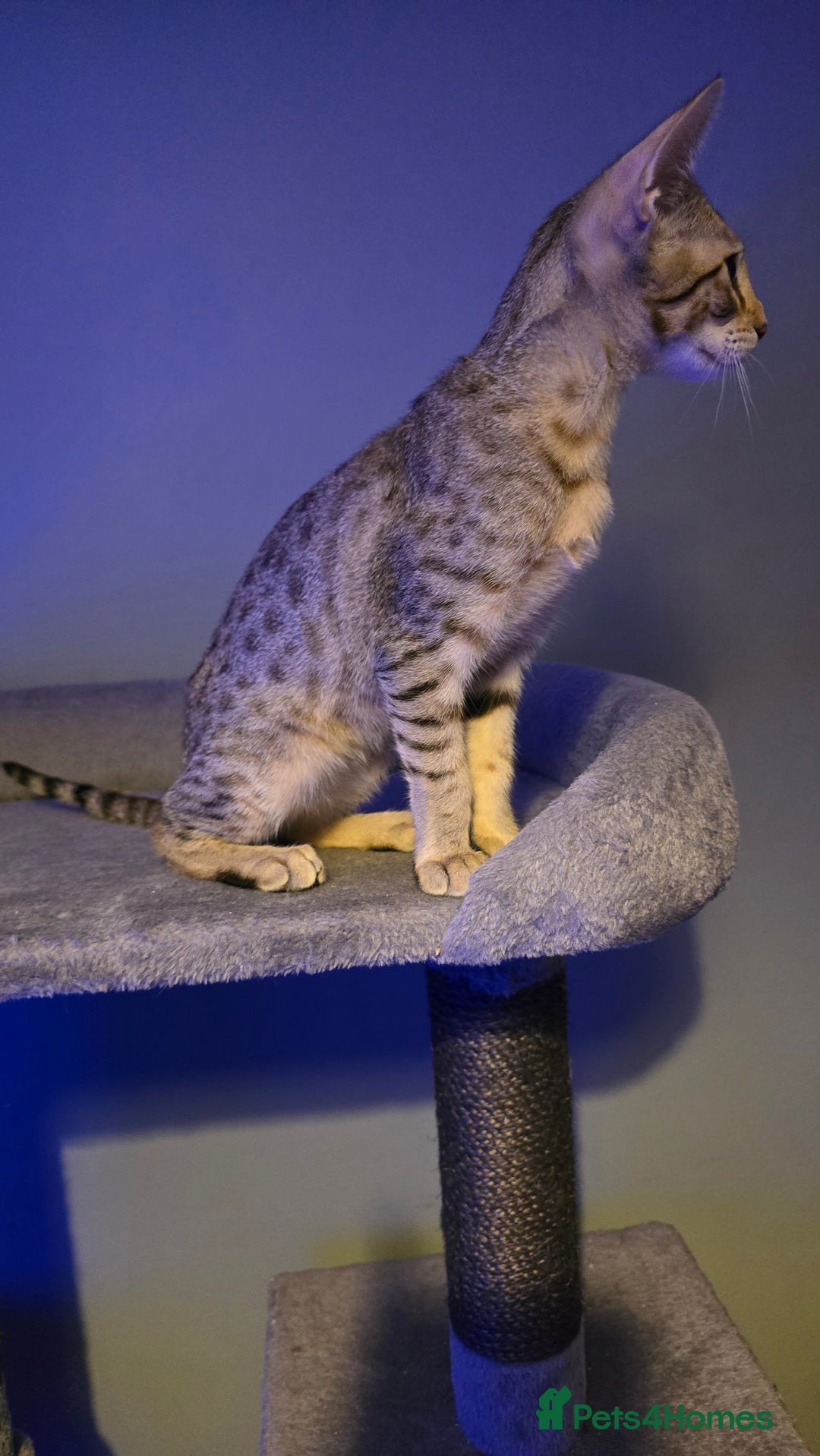 Savannah cats for sale: Savannah kittens F8 - Ready to leave!  - Advert 4