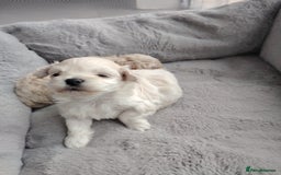 Poochon dogs for sale: 4 Girls Poochon white/Beige 2 reserved 2 avaliable - Image 7