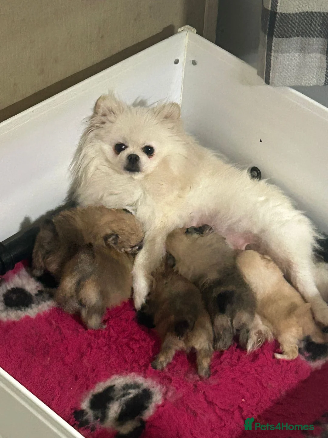 Pomeranian dogs for sale: KC registered Pomeranian puppies  - Advert 1