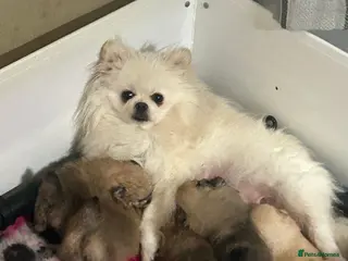 Pomeranian dogs KC registered Pomeranian puppies - Advert 10