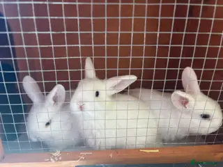 Mini Lop rabbits White mini lop babies - Advert 1