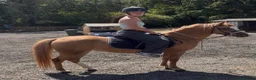 Welsh Section B horses for sale: Rosie section B x mare pony  - Advert 5