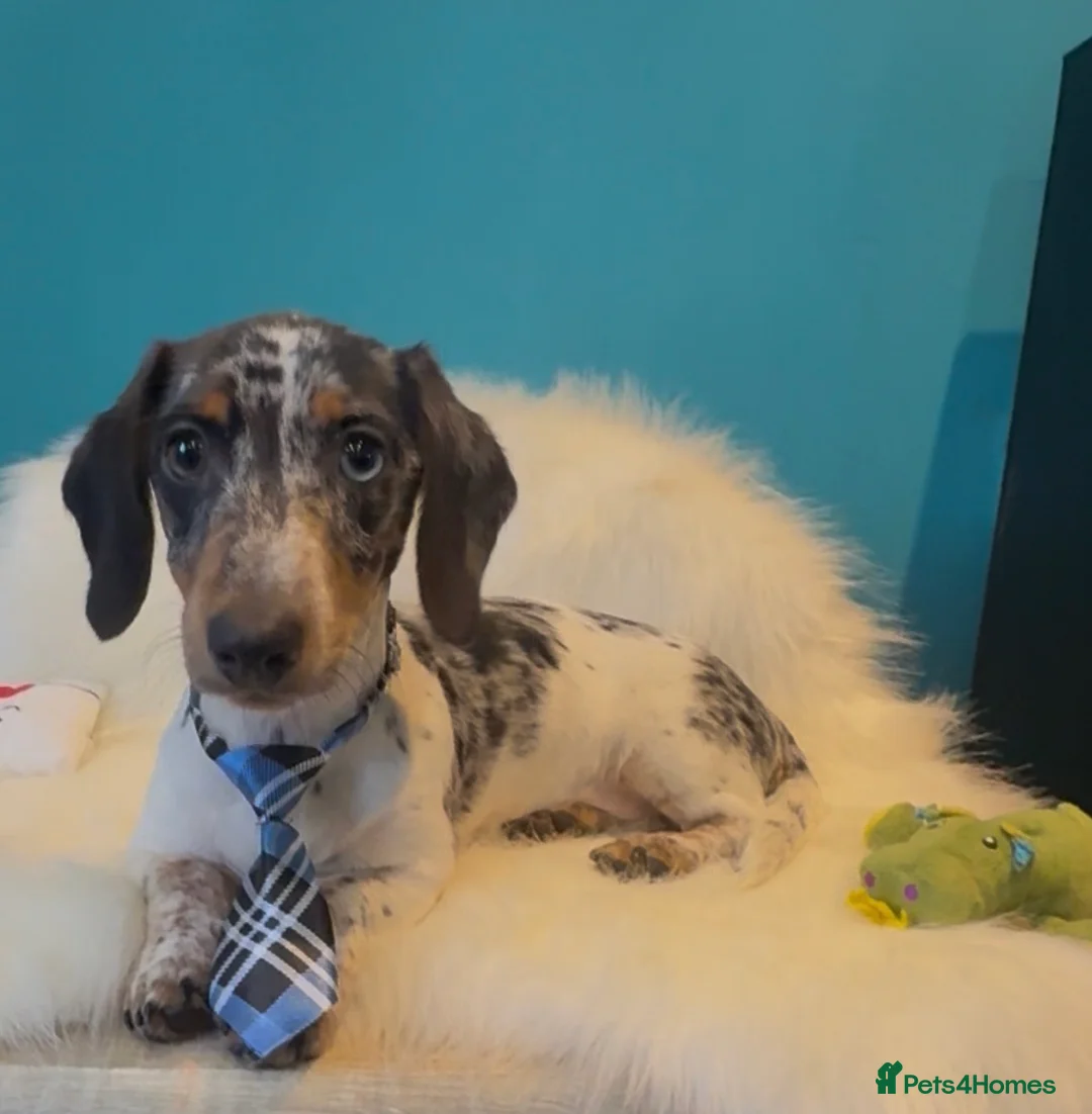 Miniature Dachshund dogs for sale: Registered miniature dachshund - Advert 2