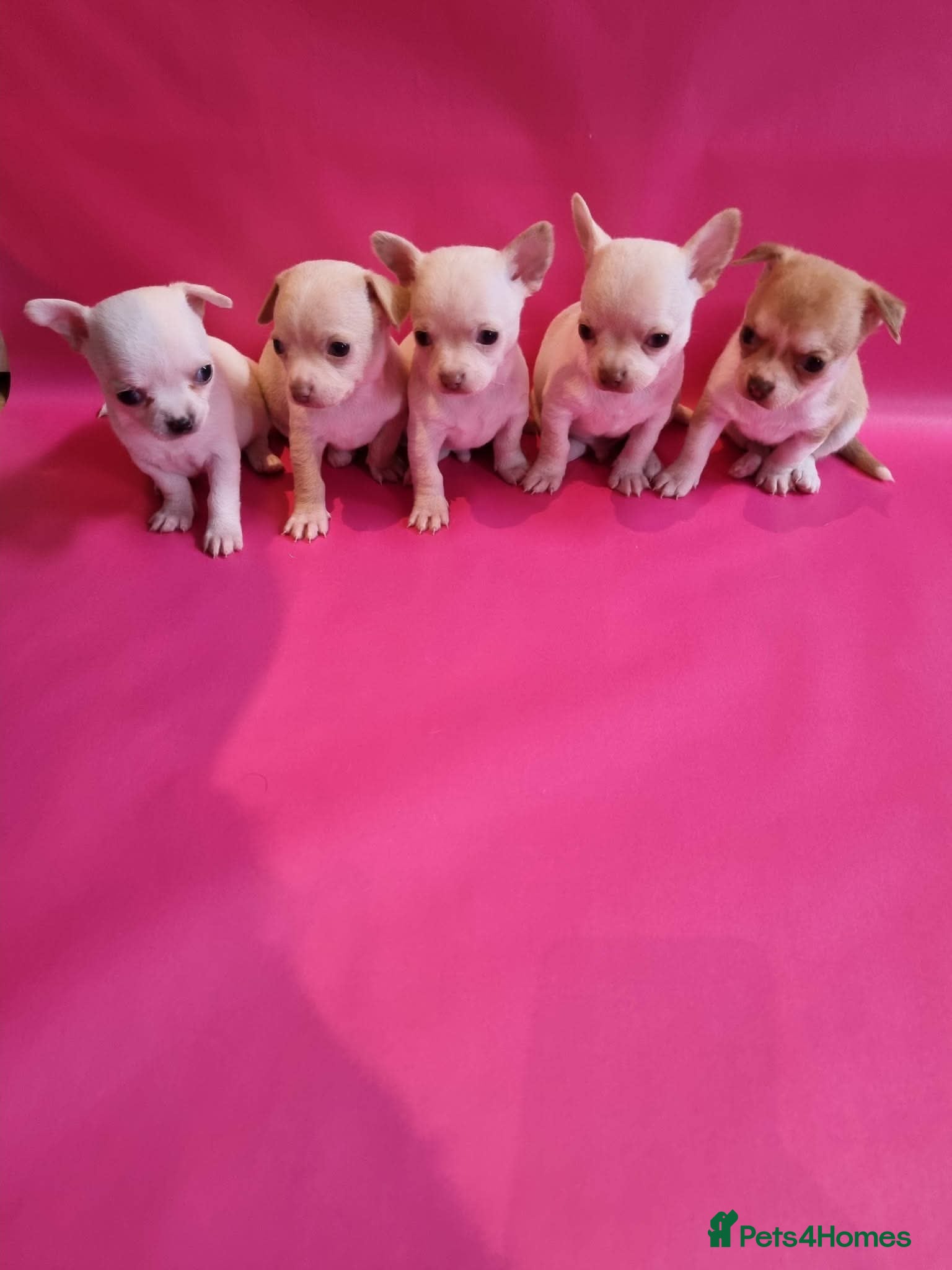 Chihuahua dogs Chihuahua puppy's chihuahuas - Advert 1