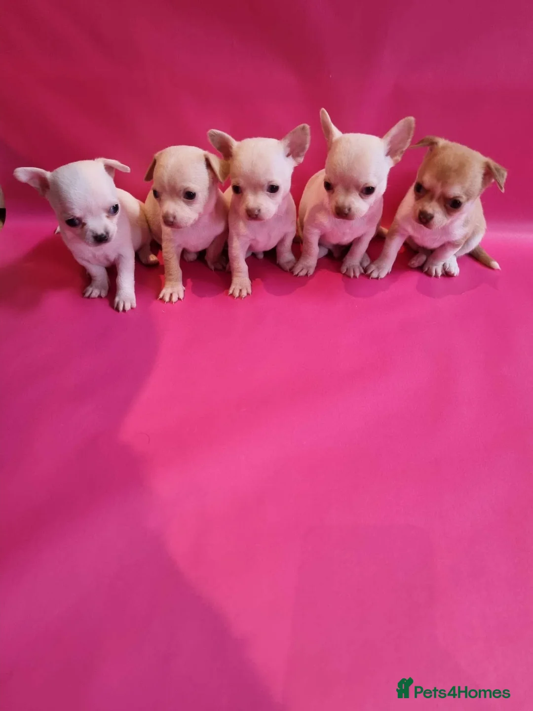 Chihuahua dogs for sale: Chihuahua puppy'schihuahuas - Advert 1