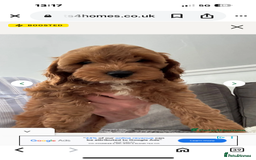 Mixed Breed dogs for sale: Female fb1 cockapoo - Image 3