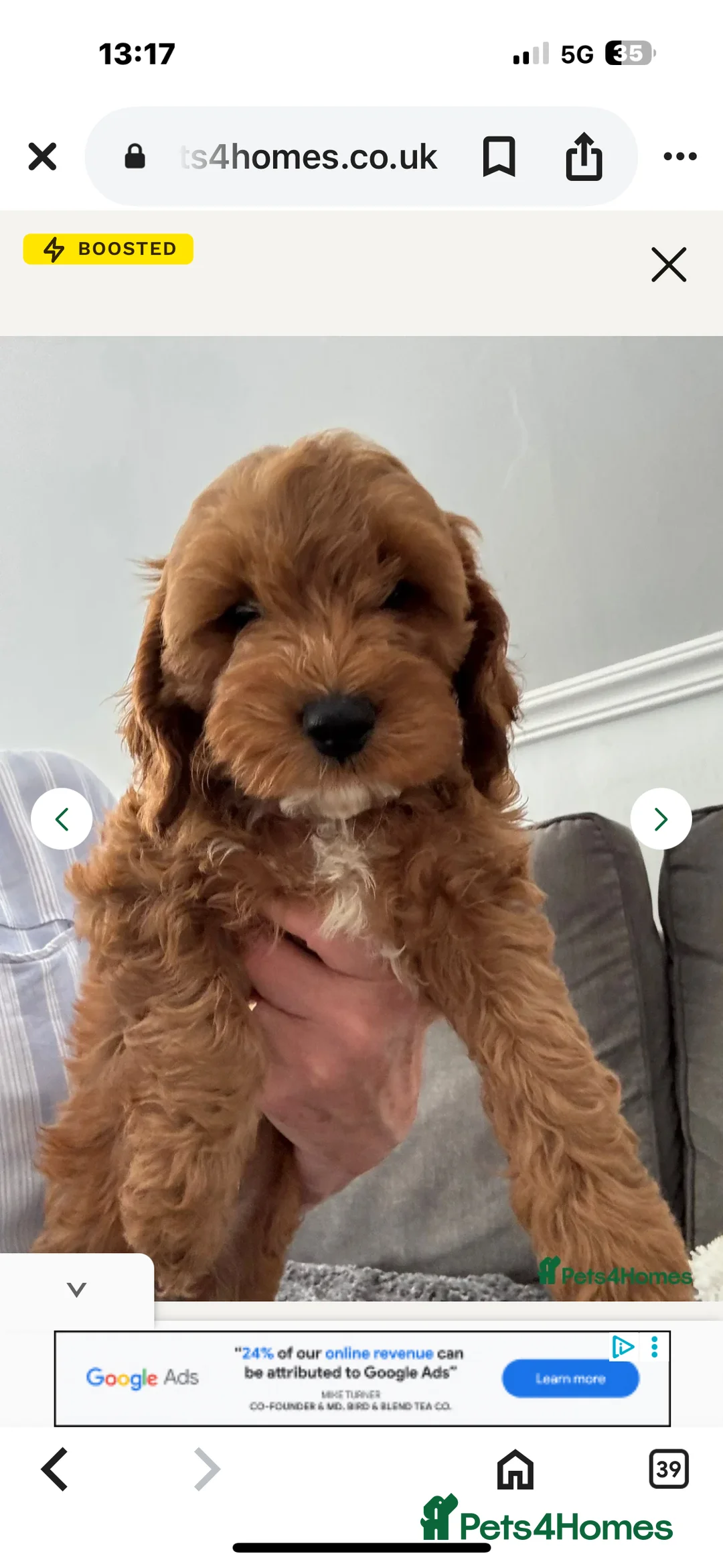 Mixed Breed dogs for sale: Female fb1 cockapoo - Advert 3