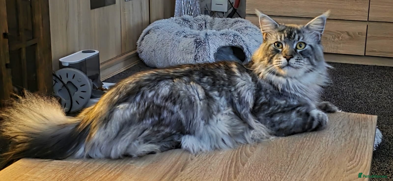 Maine Coon cats Maine Coon Registered TICA - Advert 2