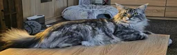 Maine Coon cats for sale: Maine Coon Registered TICA - Advert 2