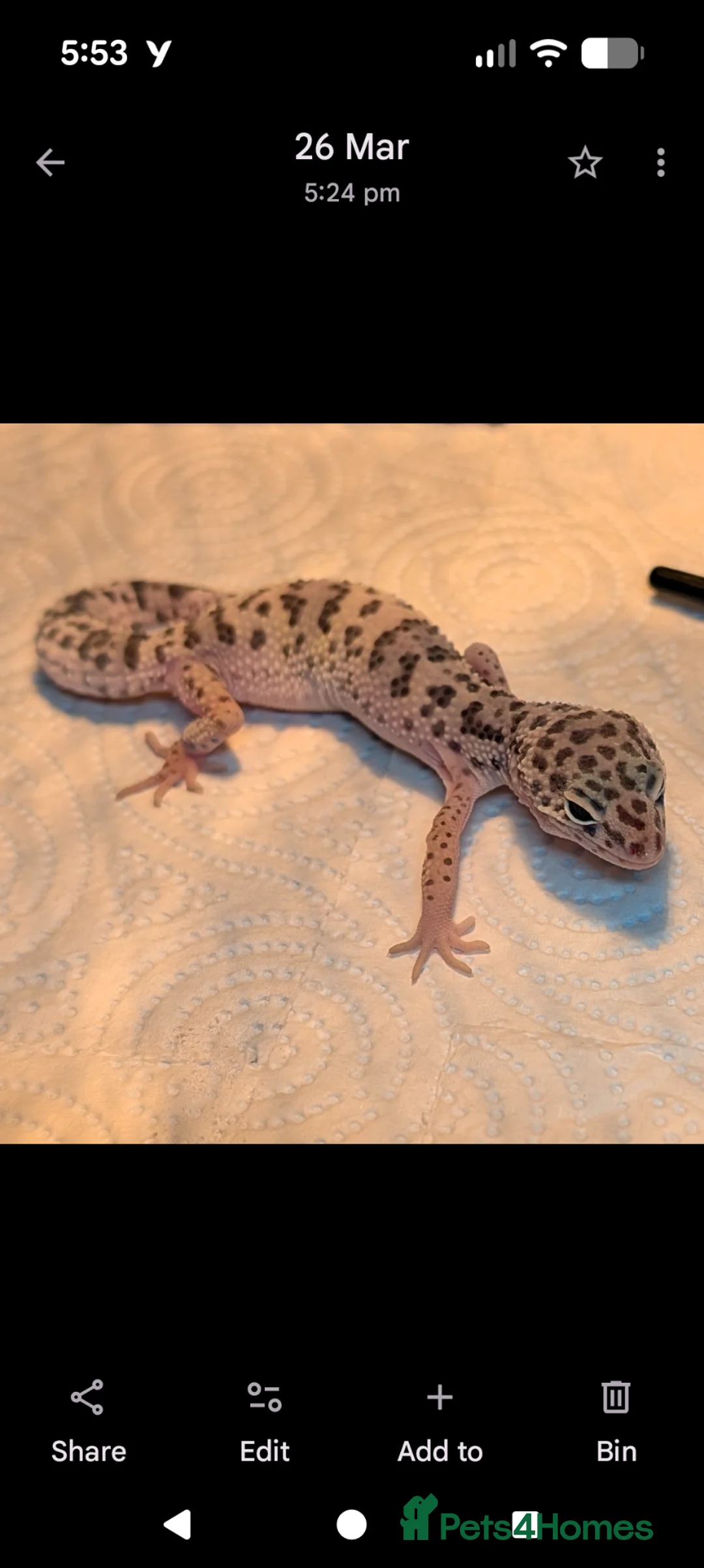 Leopard Gecko reptiles for sale: Beautiful young Leopard Gecko&full setup with viv  in Liverpool - Advert 1