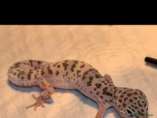 Leopard Gecko reptiles Beautiful young Leopard Gecko&full setup with viv - Advert 1