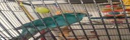 Parakeets birds for sale: blue kakariki - Advert 4