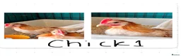 Chickens poultry for sale: 2 x Red Pyle Dutch Bantam in Spalding - Advert 3