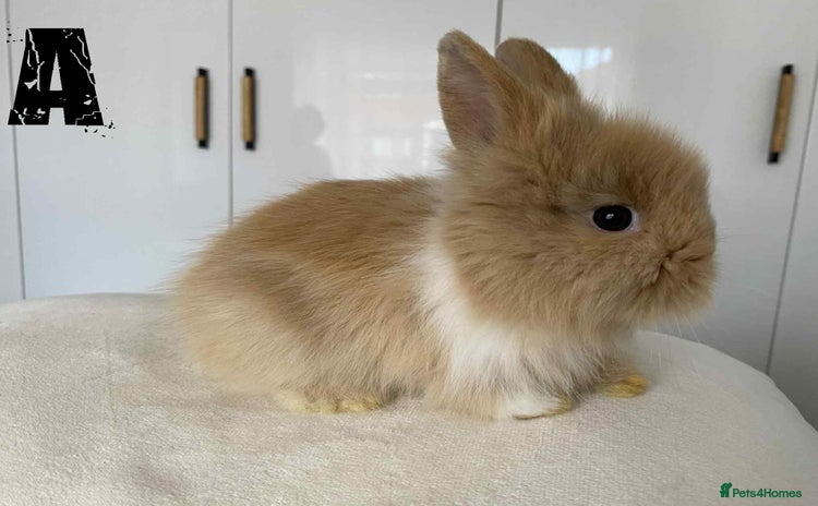 Lionhead rabbits - Advert 1