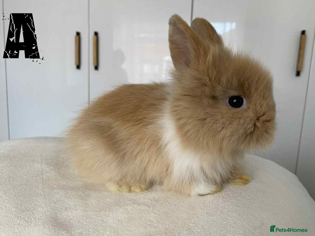 Lionhead rabbits for sale: Pure Breed Fluffy Double Mained Lionhead Kits - Image 1