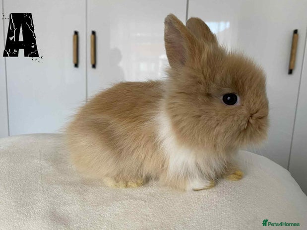 Lionhead rabbits - Advert 1