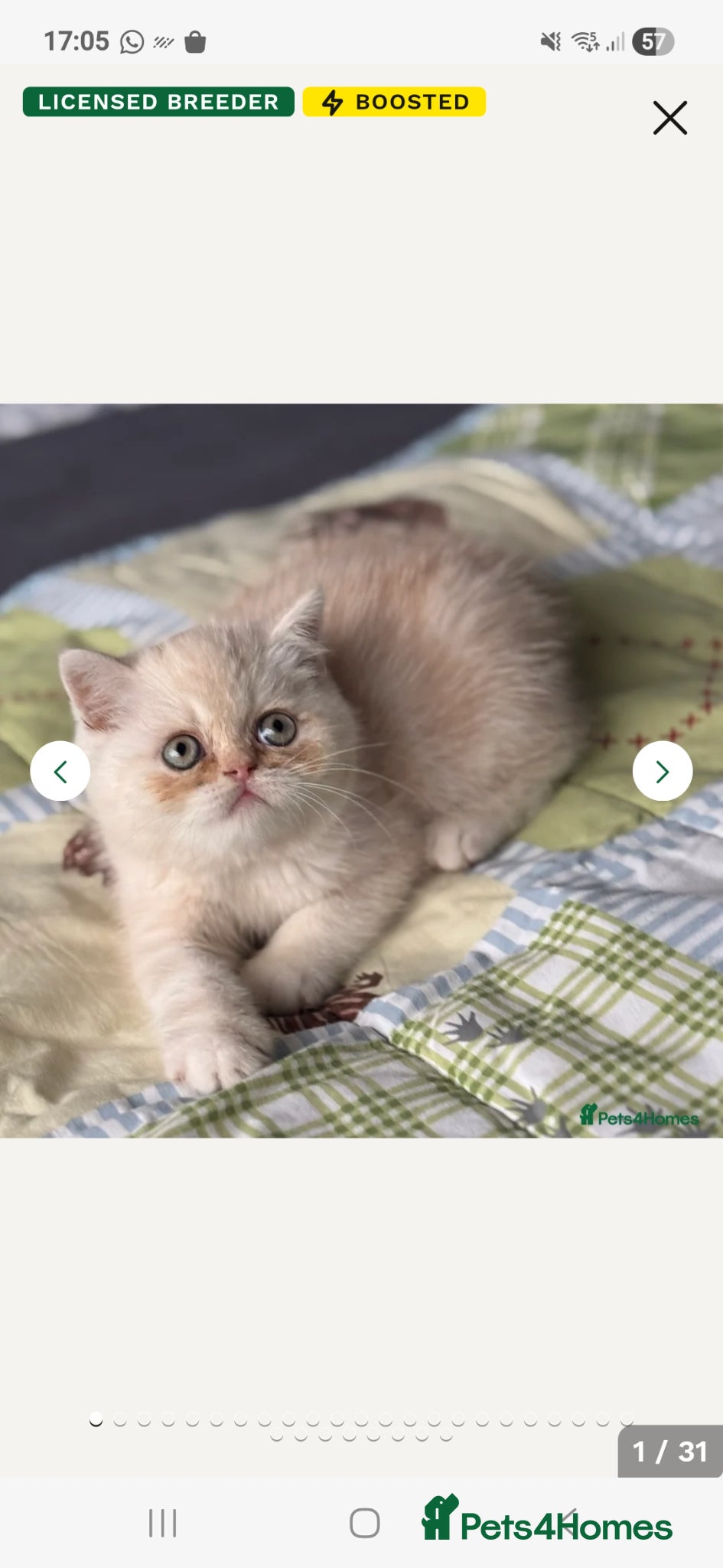 Exotic cats for sale: 8 month boy.pure bred exotic. Pedigree cream gene. - Advert 12