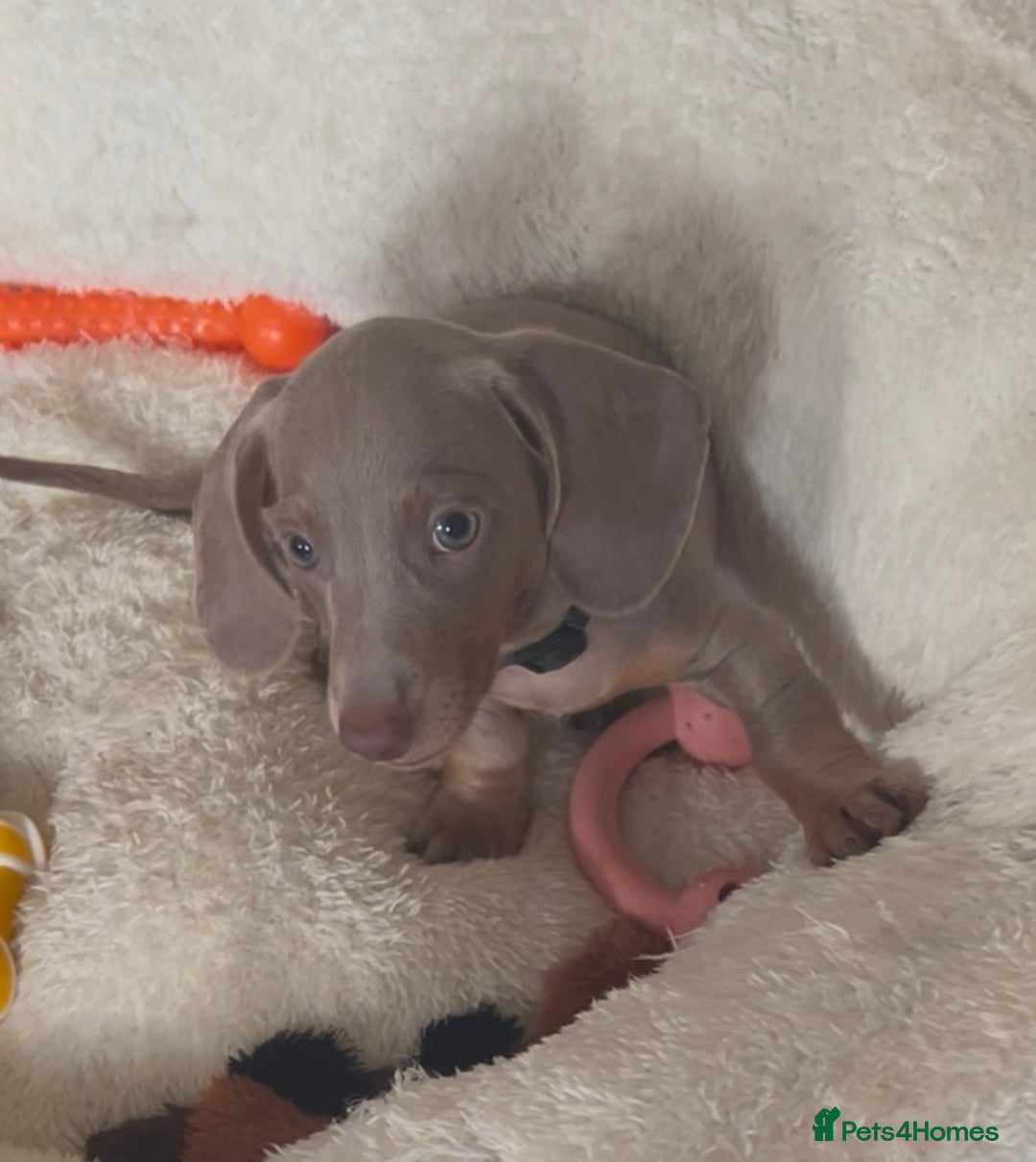 Miniature Dachshund dogs for sale: KC mini dachshund Black n Tan girl ready to home  - Image 4
