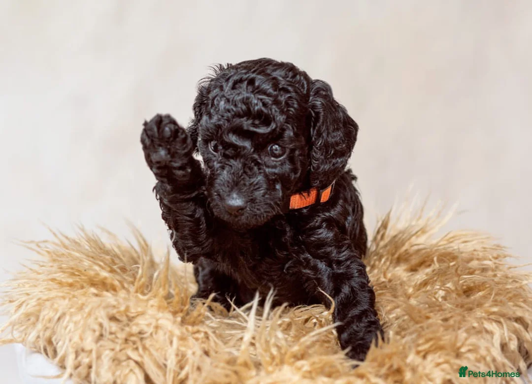 Miniature Poodle dogs for stud: Miniture Poodle for stud - SHORT NOTICE AVAILABLE in Coalville - Advert 22