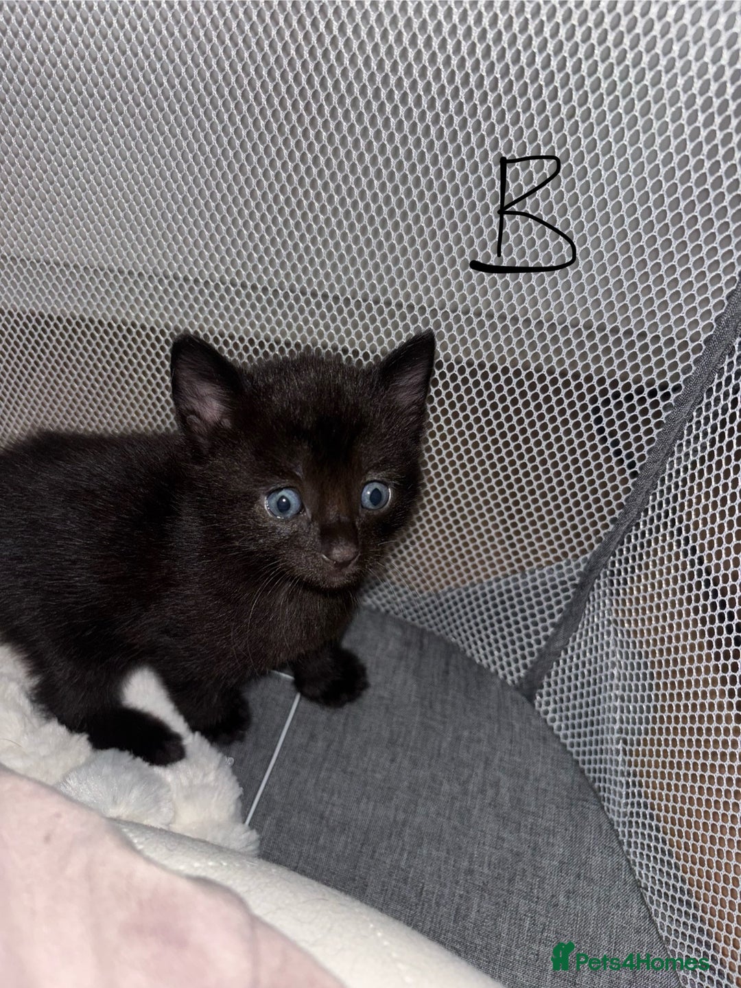 Mixed Breed cats for sale: 6 lovely mixed breed kittens  - Advert 4