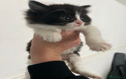 Mixed Breed cats for sale: Mixed breed kittens  - Image 3