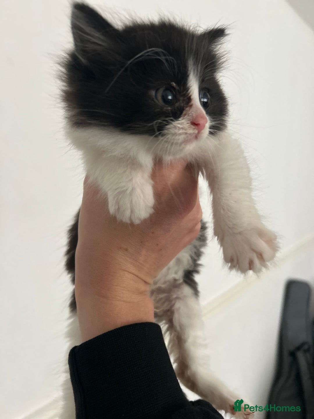 Mixed Breed cats for sale: Mixed breed kittens  - Image 3