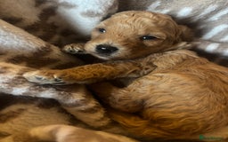 Cavapoochon dogs for sale: Teddy bear Cavapoochons health tested lineage - Advert 3