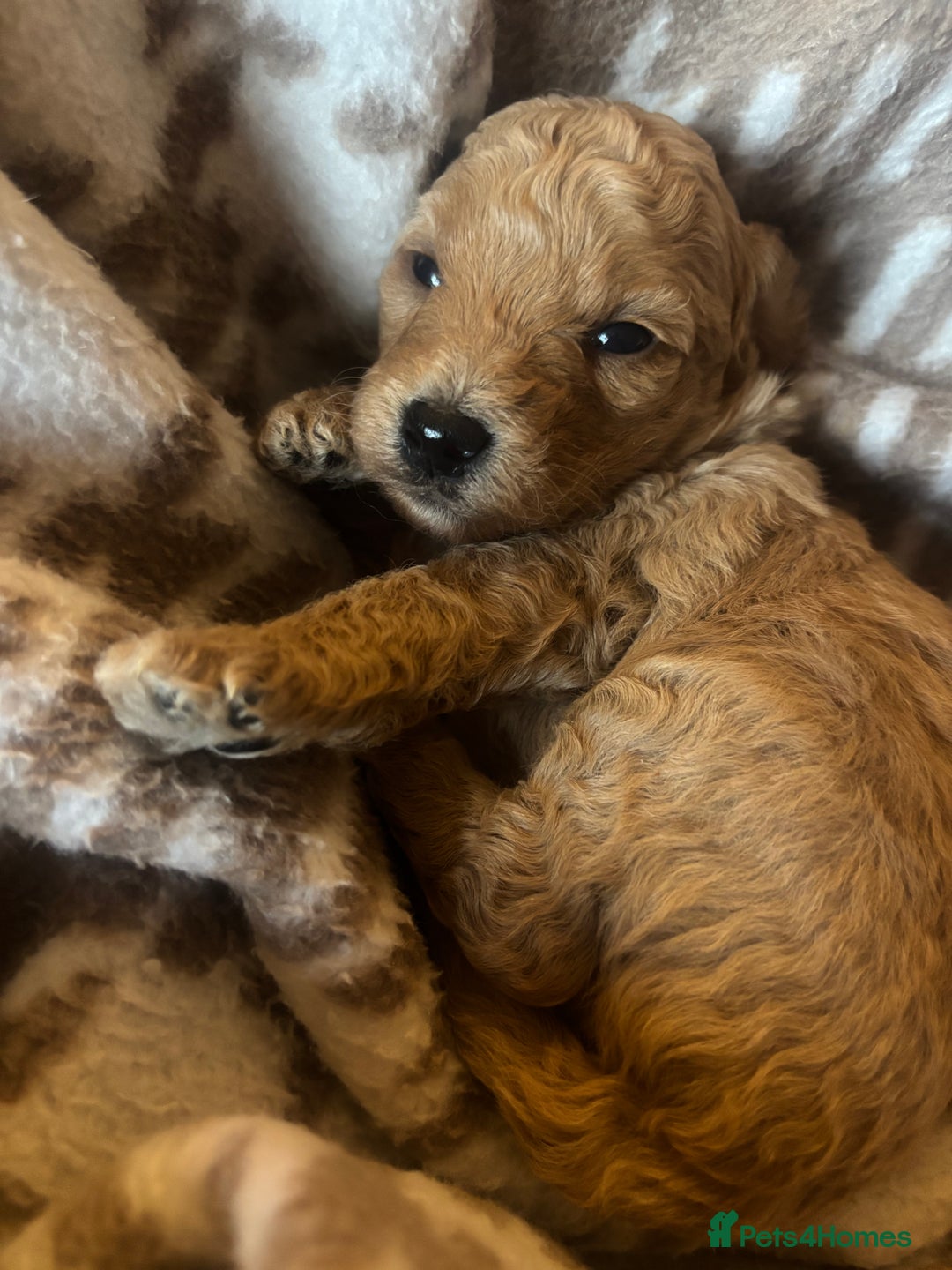 Cavapoochon dogs for sale: Teddy bear Cavapoochons health tested lineage - Advert 3